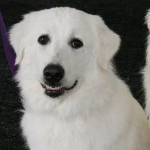 Shannon O'Shea Photo 23