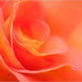 Rose Flowers Photo 25