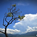 Thong Cao Photo 16