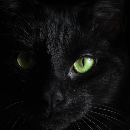 Paul Kaiser Photo 45