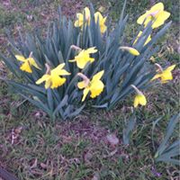 Peggy Thomason Photo 8