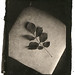Kenneth Geiger Photo 16