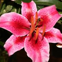 Laurie Weaver Photo 35