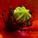 Linda Fiore Photo 20