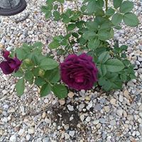 Jane Hiatt Photo 6