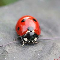 Martha Farris Photo 15