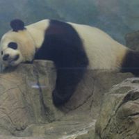 Ling Tang Photo 17