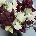 Renee Shepherd Photo 14