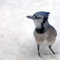 Richard Hamill Photo 22