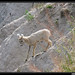 Prairie Bighorn Photo 8