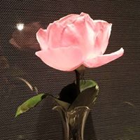 Susan Trout Photo 14