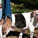 Bobby Harness Photo 16