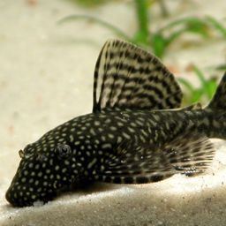 Javier Delgado Photo 26 Javier Delgado Photo 26