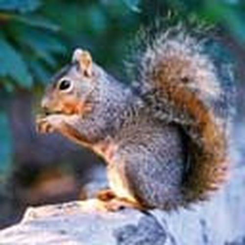 George Bone Photo 5