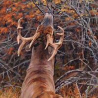 Gerald Watts Photo 13