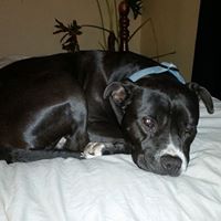 Philip Ferraro Photo 7