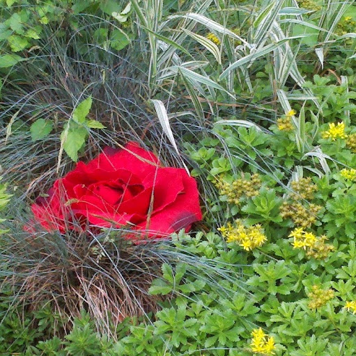 Dorothy Cunningham Photo 8