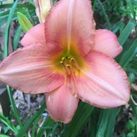 Helen Leahy Photo 28