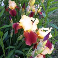 Paula Sanders Photo 24