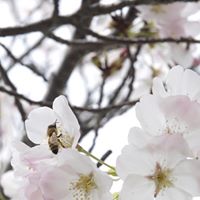 Renee Copeland Photo 36