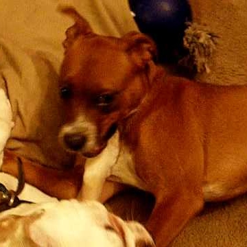 Renee Brooks Photo 26