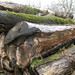 Susan Matson Photo 14