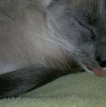 Debbie Rose Photo 23