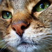 Lisa Brindle Photo 14