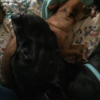 Carol Dutton Photo 29