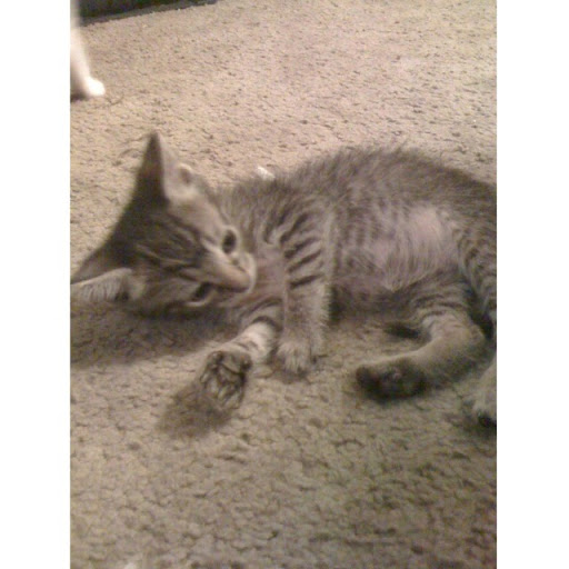 Heidi Craig Photo 12