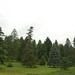 Arnold Wood Photo 4