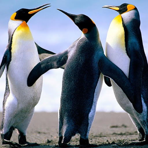 Silvia Meyer Photo 13