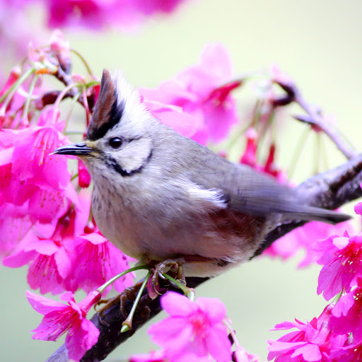 Lin Feng Photo 27 Lin Feng Photo 27