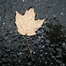 Cindy Blais Photo 24