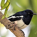 Lawrence Bird Photo 15
