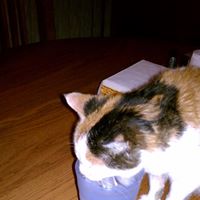 Timothy Wyatt Photo 10