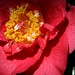 Camelia Sharp Photo 3