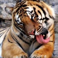 Kitty Russell Photo 25