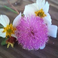 Wanda Devine Photo 6