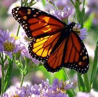 Sally Green Photo 24