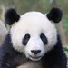 Jie Feng Photo 19
