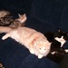 Julie Coon Photo 26