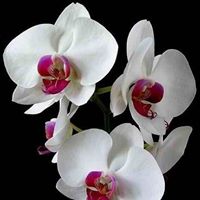 Jeannie Bruce Photo 10