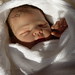 Piper Root Photo 10