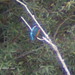 Carlos Alcedo Photo 11