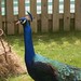 Christine Peacock Photo 7