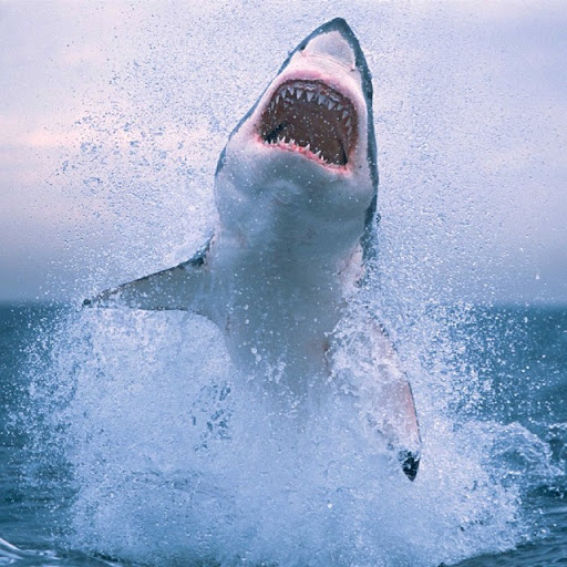 Scott Jacobs Photo 43 Scott Jacobs Photo 43