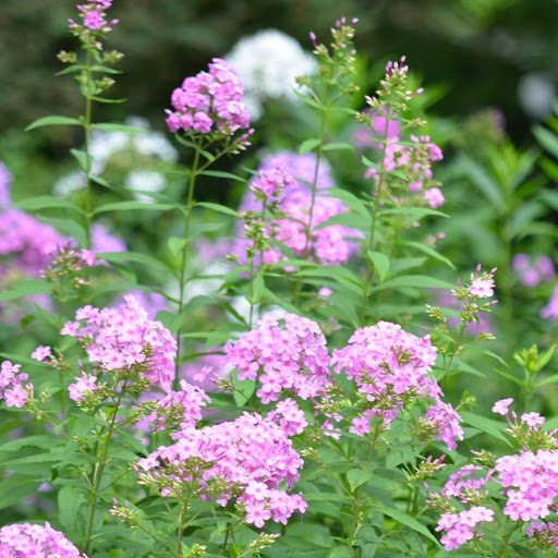 Lisa Carney Photo 14