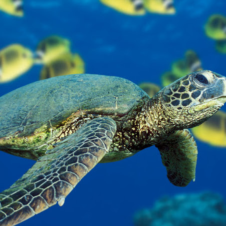 Billy Timmons Photo 13