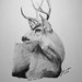 Joseph Buck Photo 35